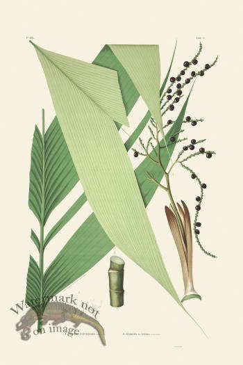 Rodrigues Palm Front 001